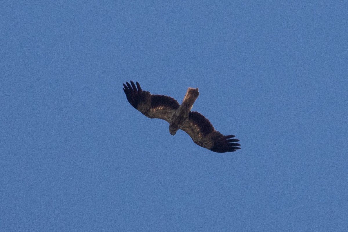 Whistling Kite - ML645484932