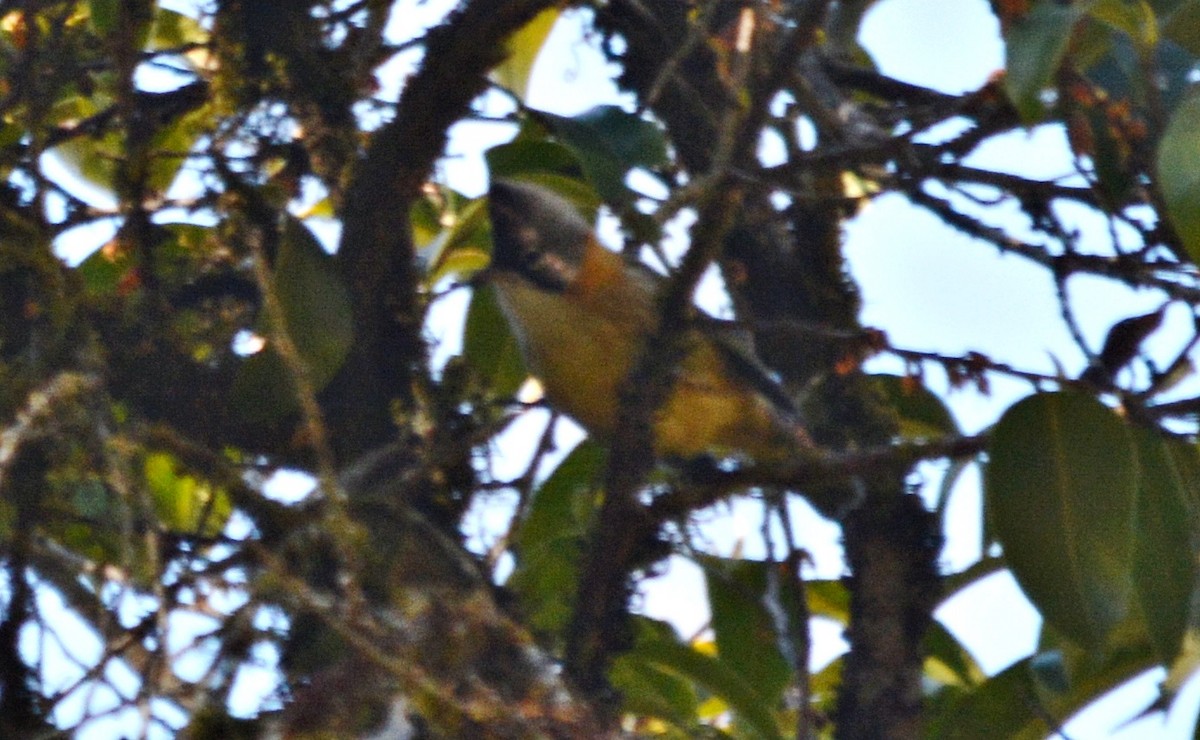 Whiskered Yuhina - ML645484933