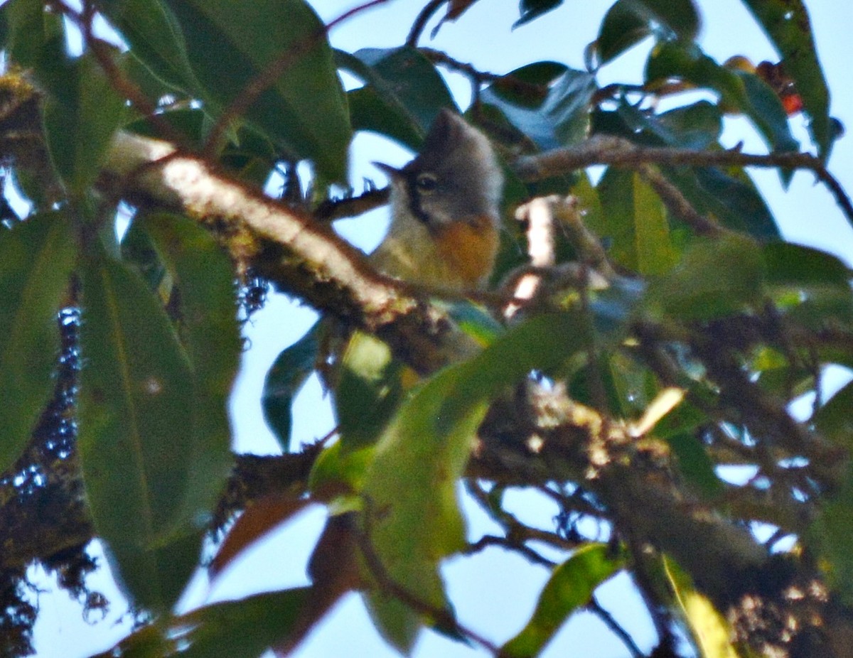 Whiskered Yuhina - ML645484934