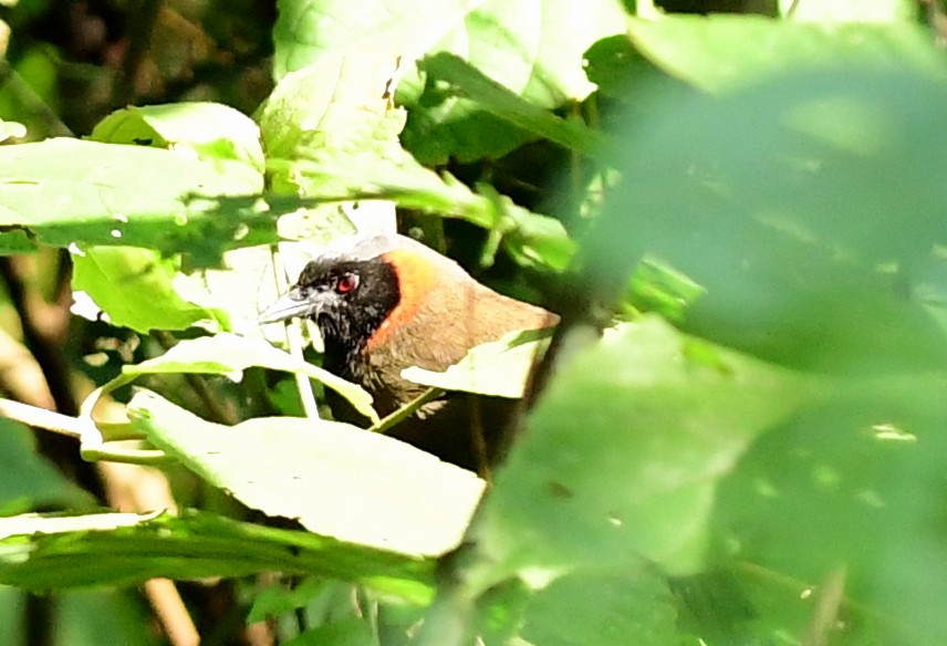 Rufous-necked Laughingthrush - ML645484936