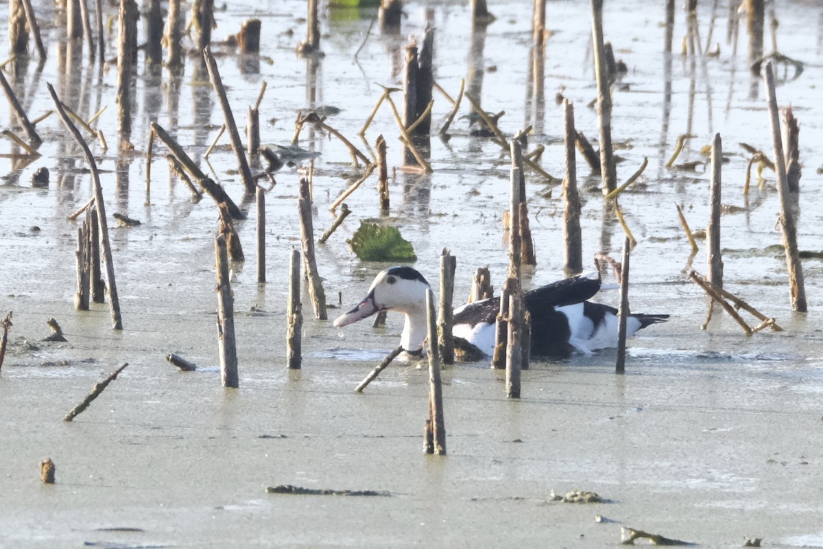 Mallard (Domestic type) - ML645484937