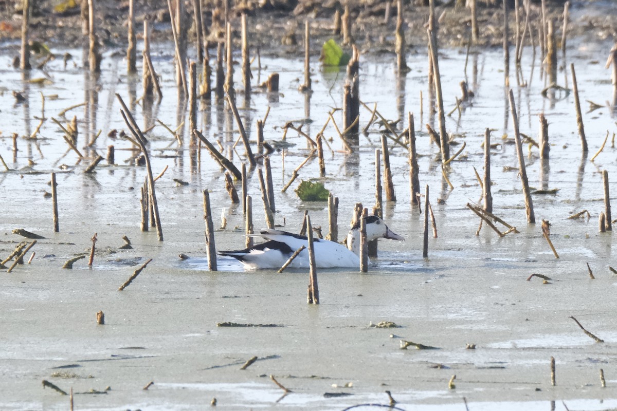 Mallard (Domestic type) - ML645484938