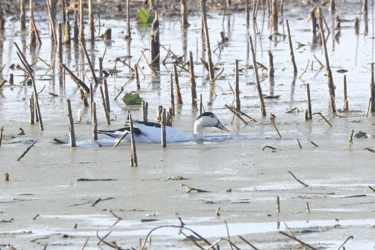 Mallard (Domestic type) - ML645484939