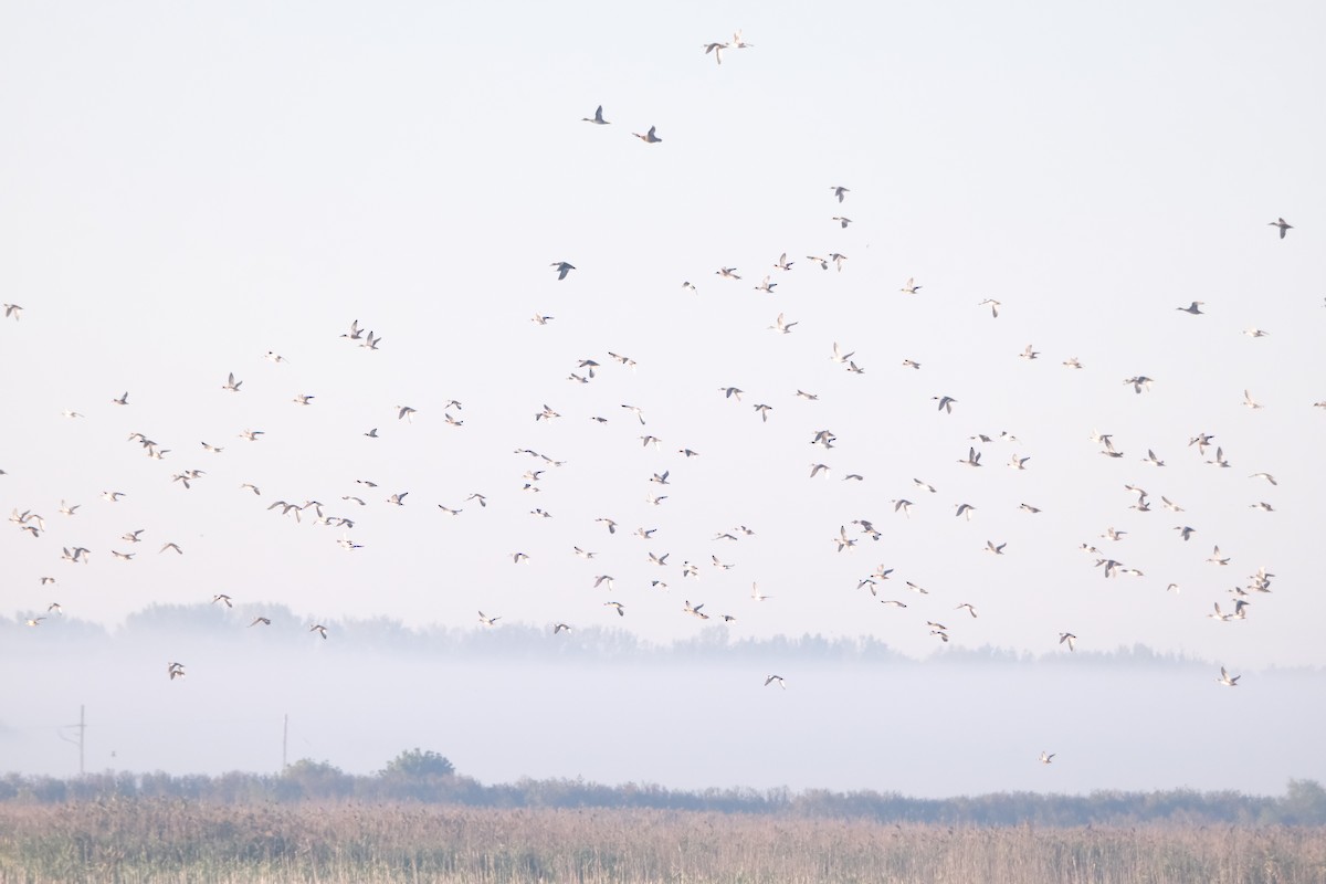 dabbling duck sp. - ML645484940