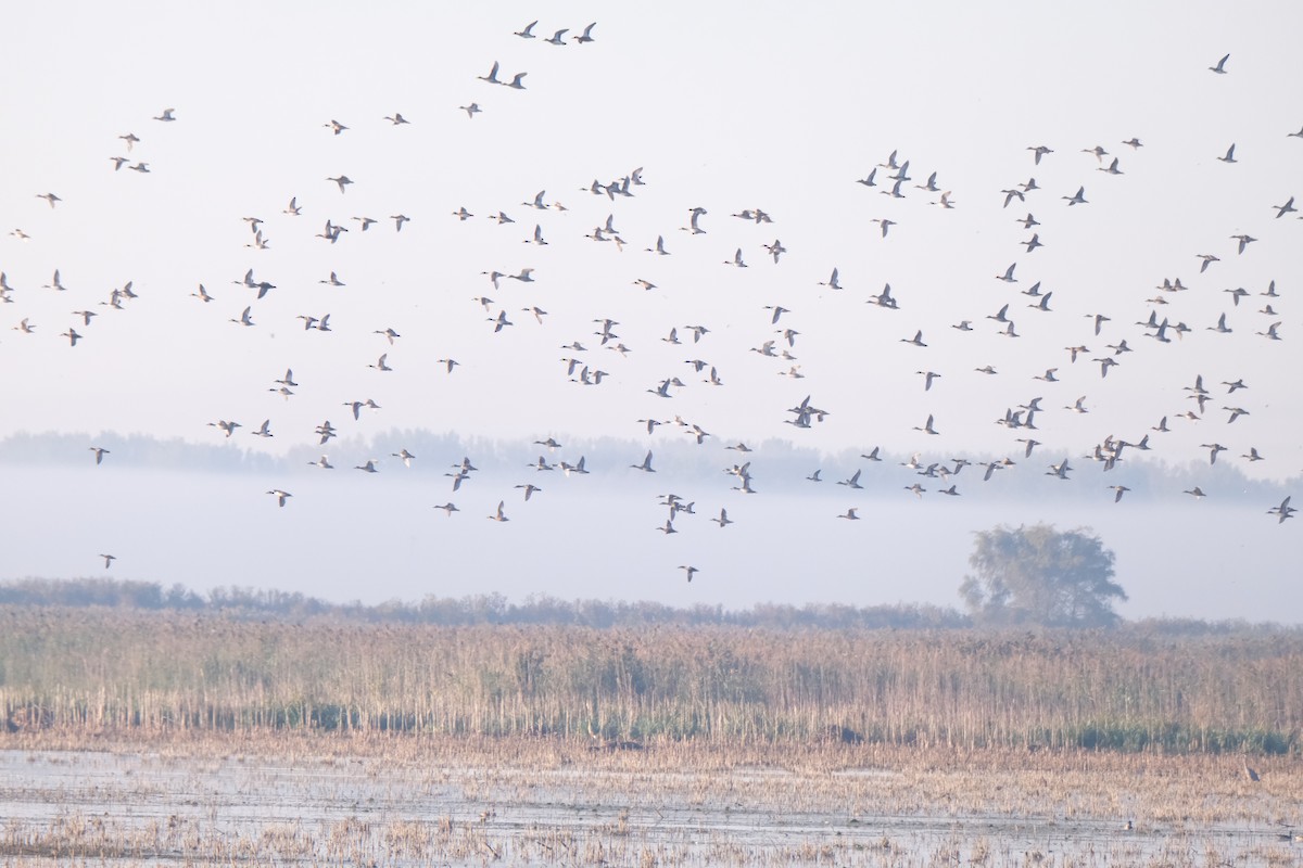 dabbling duck sp. - ML645484941