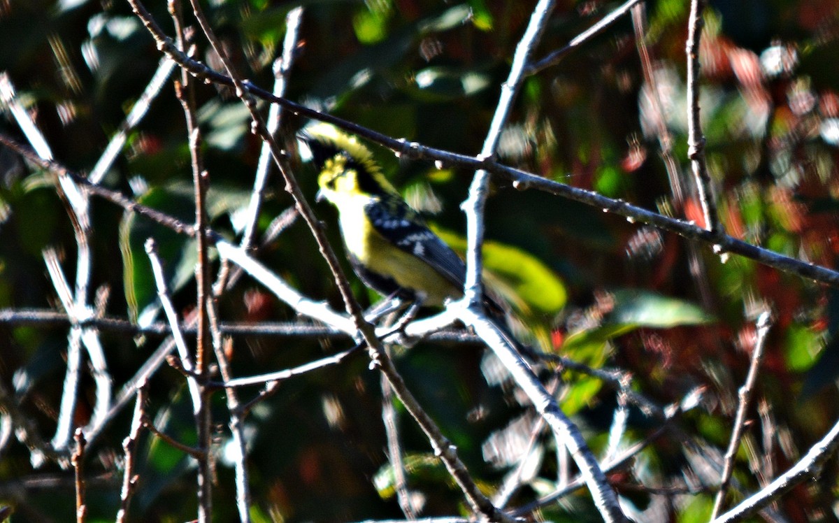 Yellow-cheeked Tit - ML645484942