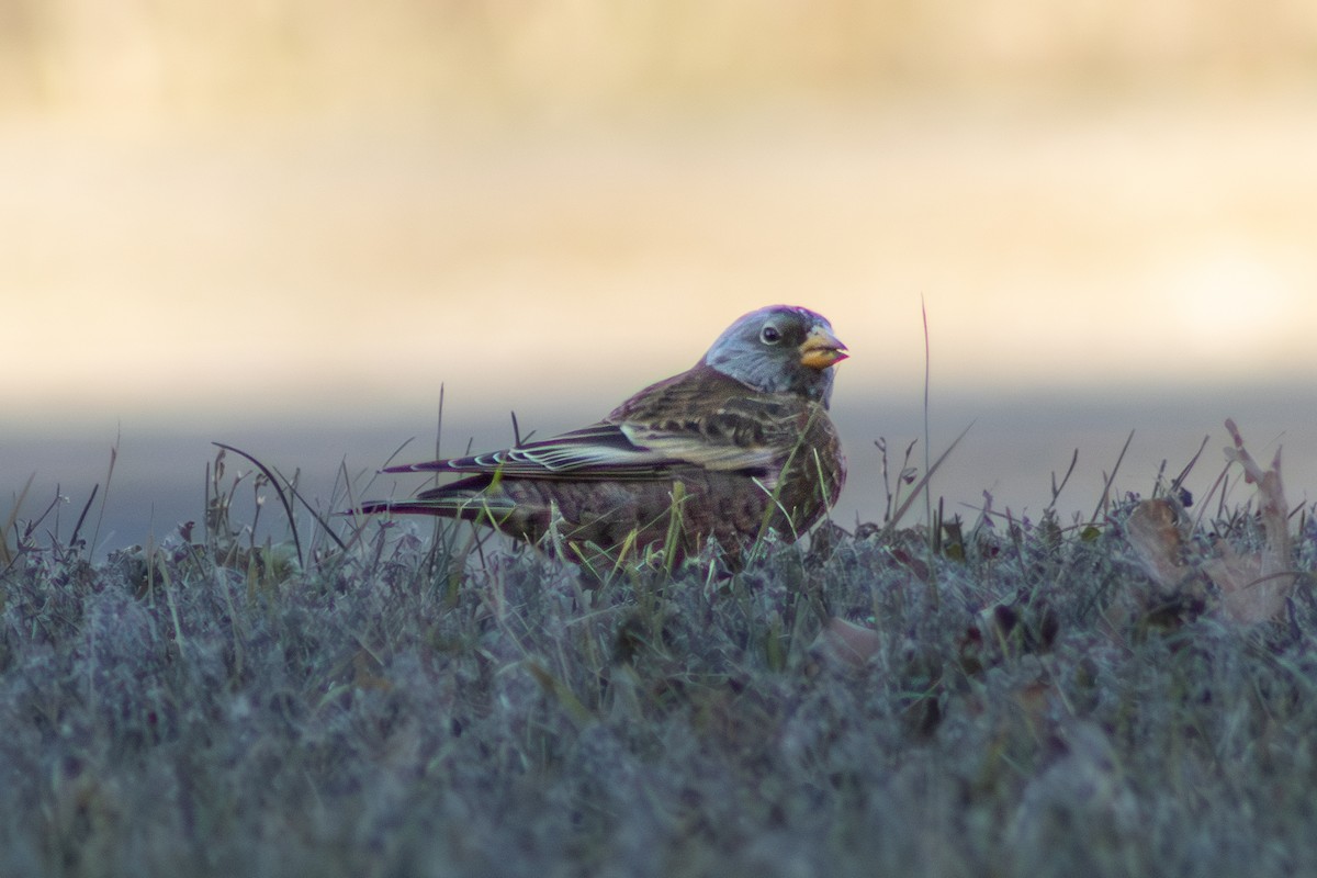 Gray-crowned Rosy-Finch (Hepburn's) - ML645484963