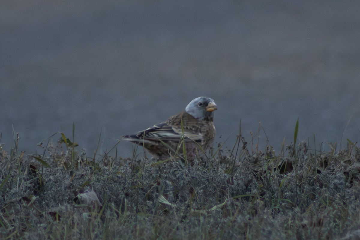 Gray-crowned Rosy-Finch (Hepburn's) - ML645484964