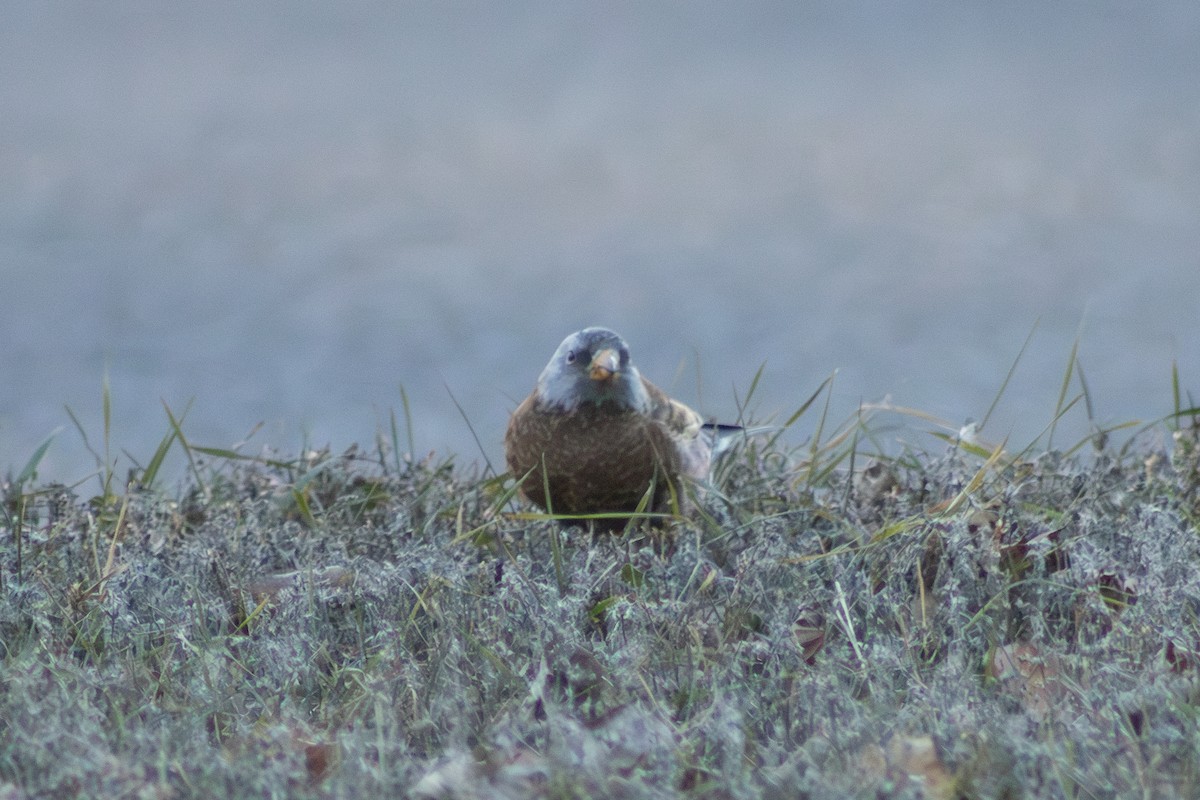 Gray-crowned Rosy-Finch (Hepburn's) - ML645484965