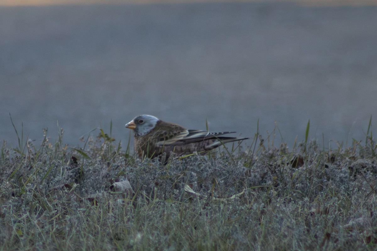 Gray-crowned Rosy-Finch (Hepburn's) - ML645484966