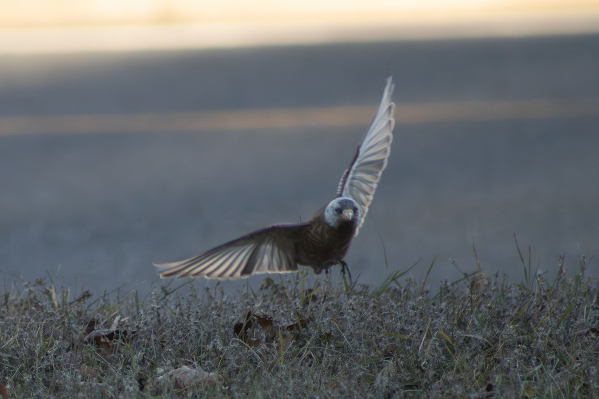 Gray-crowned Rosy-Finch (Hepburn's) - ML645484968