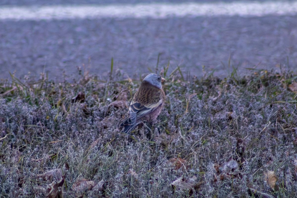 Gray-crowned Rosy-Finch (Hepburn's) - ML645484969