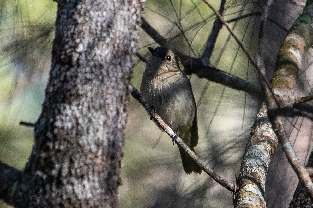 Large-billed Scrubwren - ML645484970