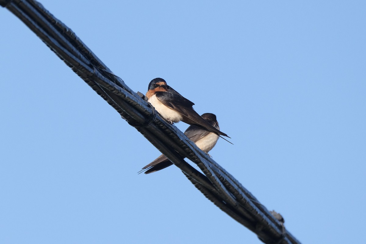 Barn Swallow - ML645484971