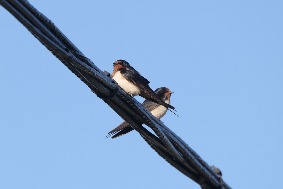 Barn Swallow - ML645484972
