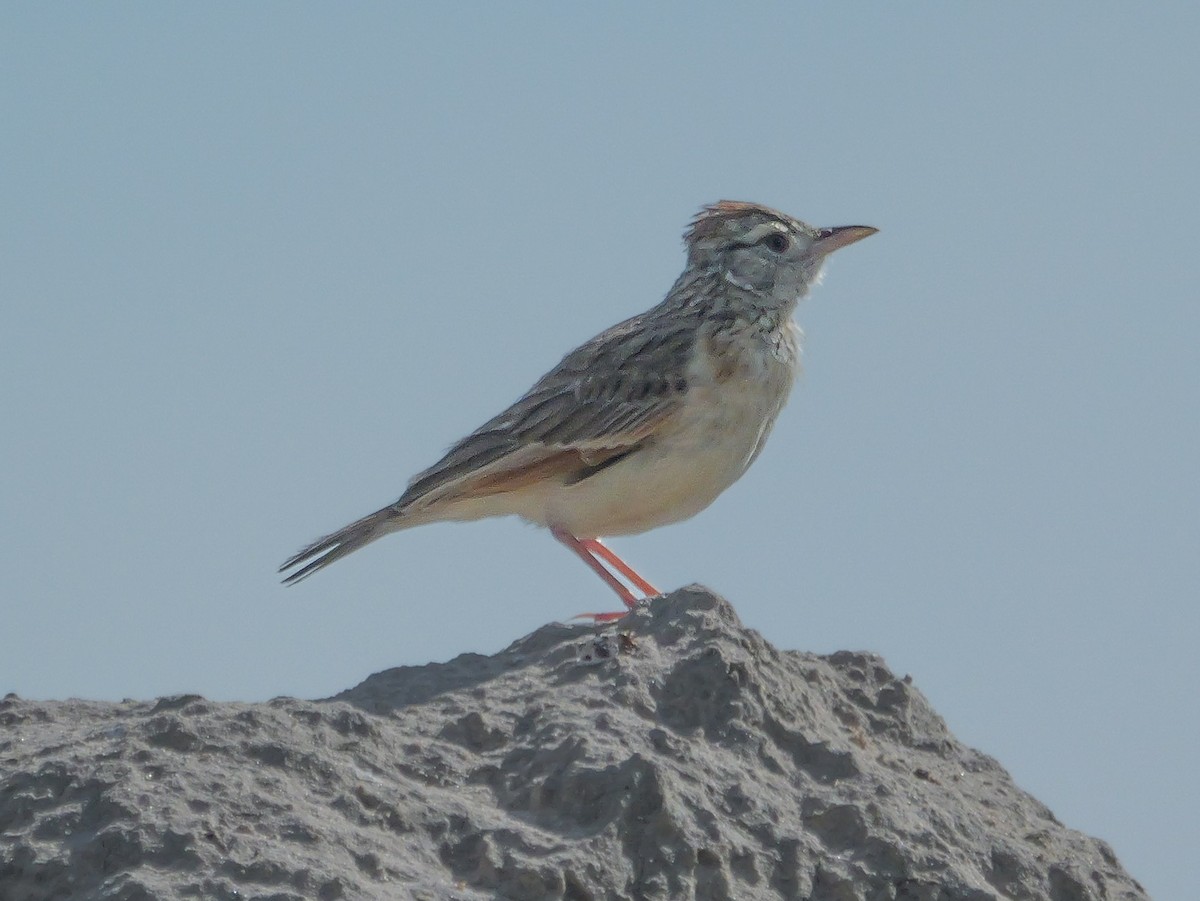 Rufous-naped Lark - ML645484973