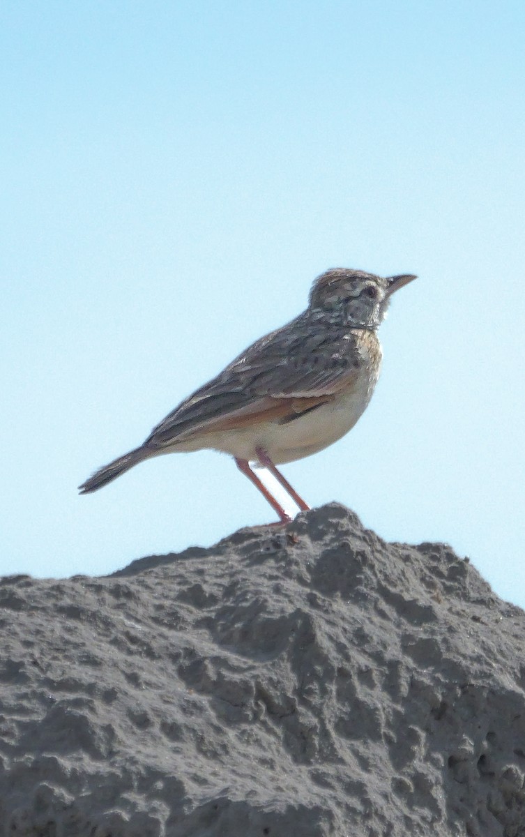 Rufous-naped Lark - ML645484974