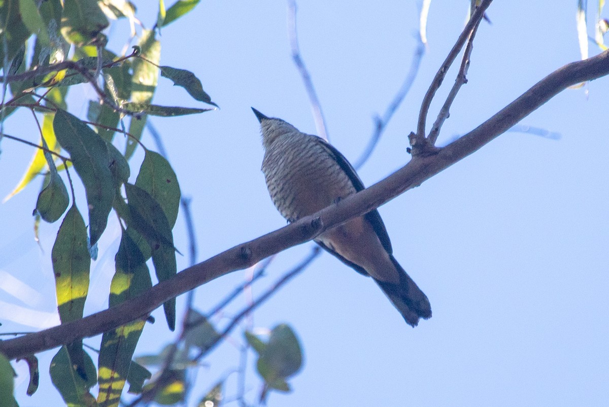 Varied Triller - ML645484978