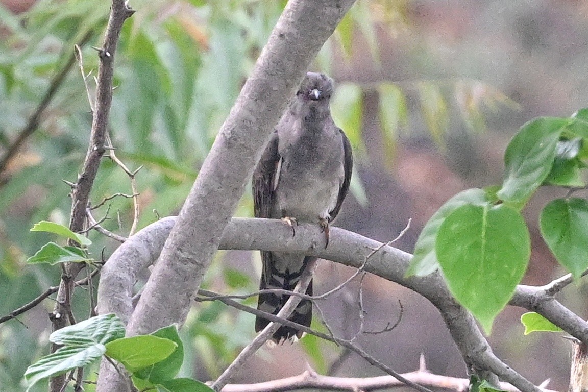 Gray-bellied Cuckoo - ML645484979