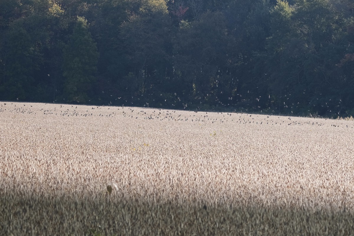 Tree Swallow - ML645484980