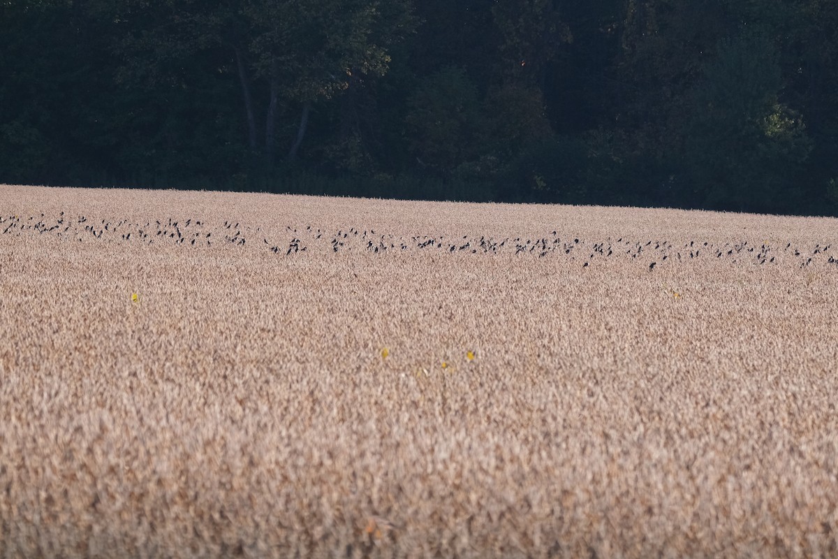 Tree Swallow - ML645484982