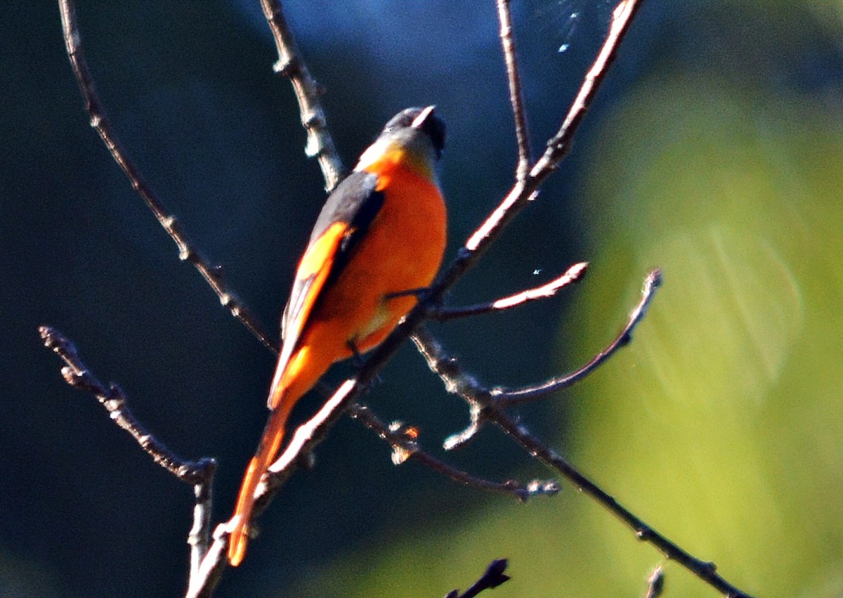 Личинкоїд сірощокий - ML645484983