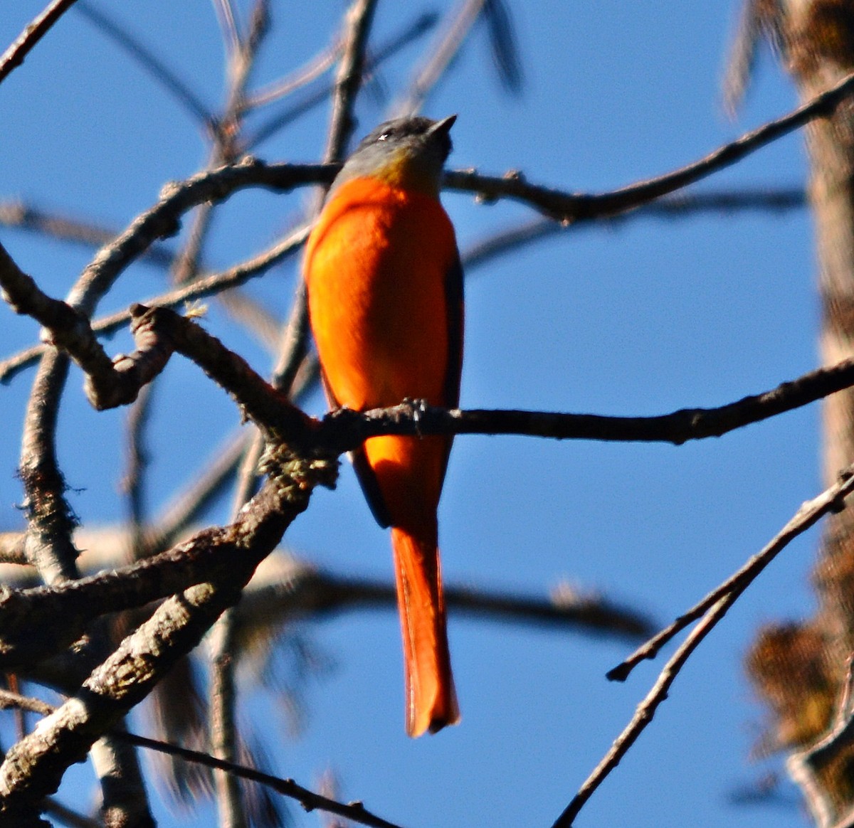 Личинкоїд сірощокий - ML645484984