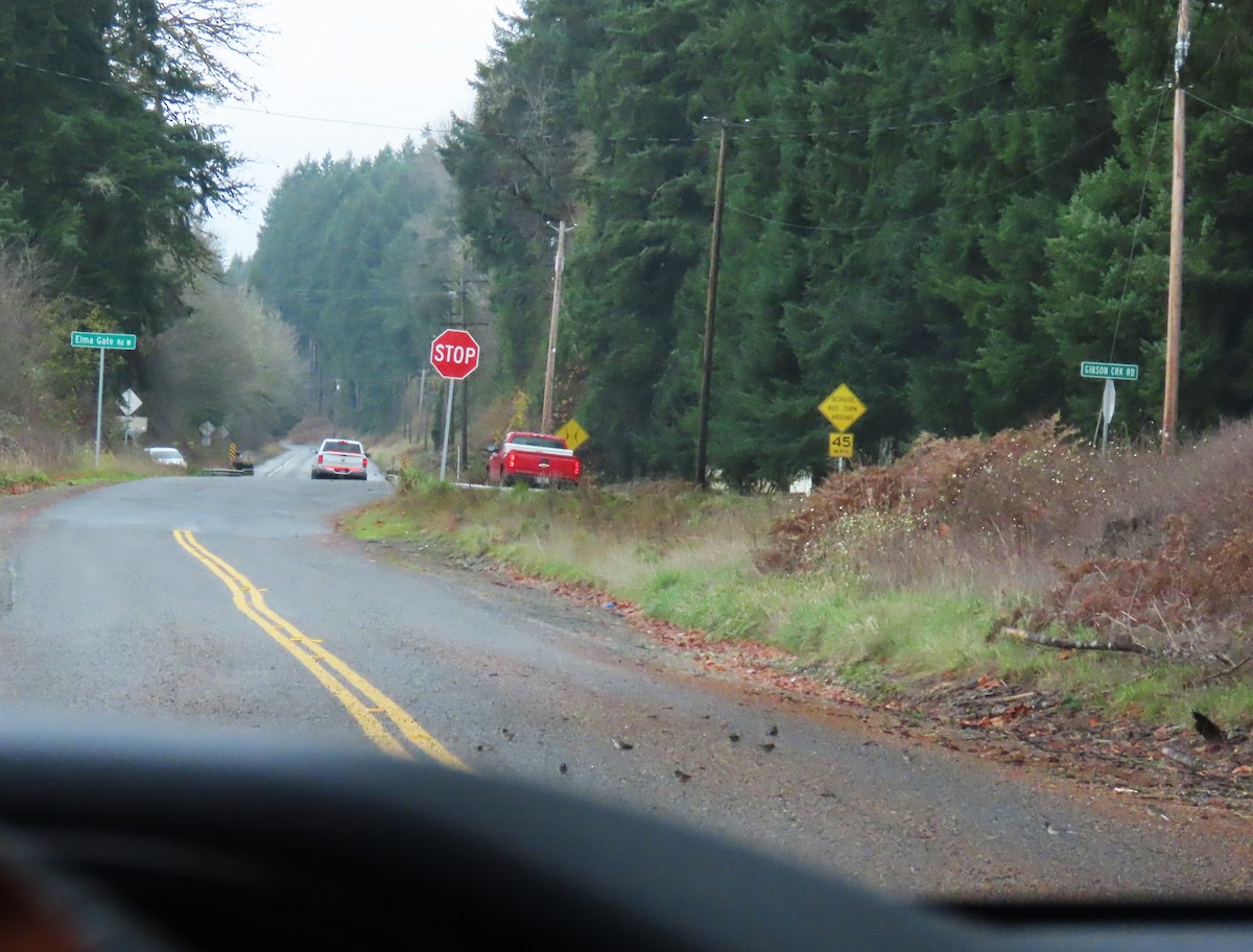 Dark-eyed Junco (Oregon) - ML645484994