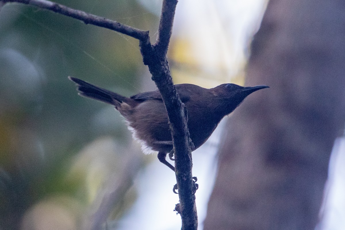 Dusky Myzomela - ML645484995