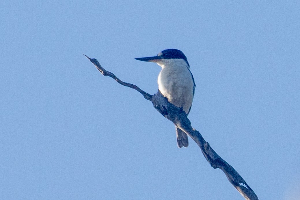 Forest Kingfisher - ML645485001