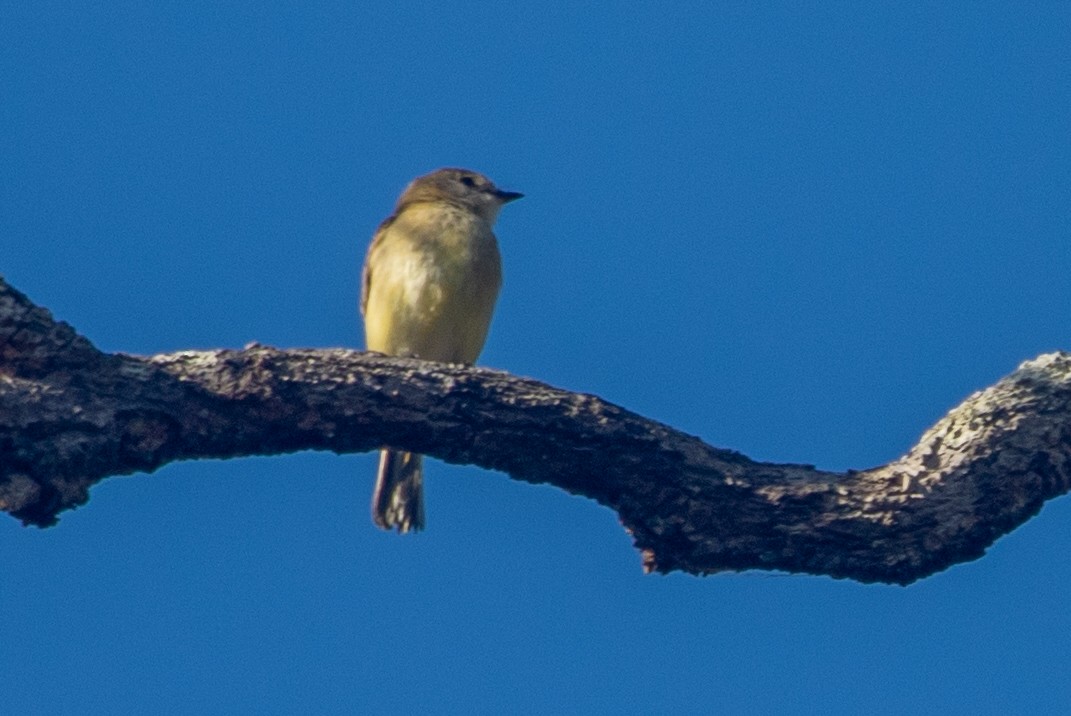 Lemon-bellied Flyrobin - ML645485004