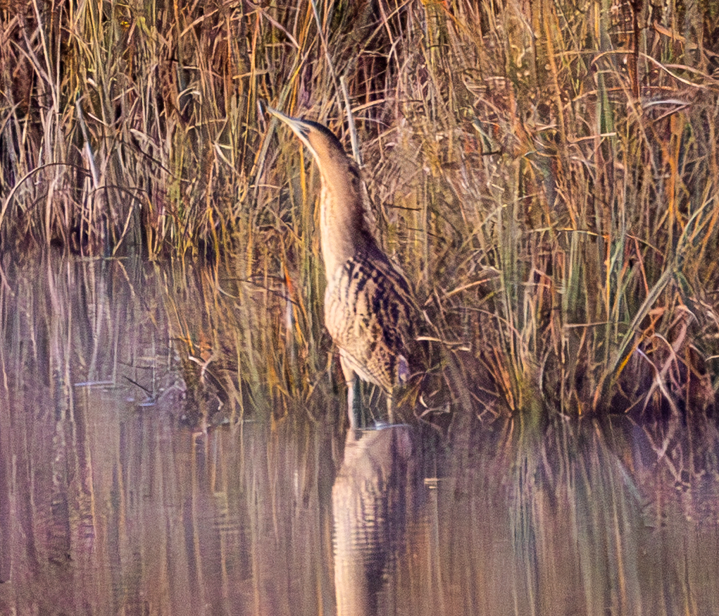 Eurasian Bittern - ML645485005