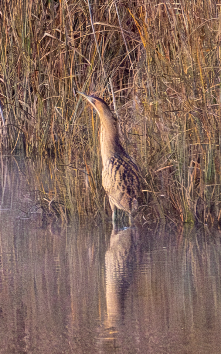Eurasian Bittern - ML645485006