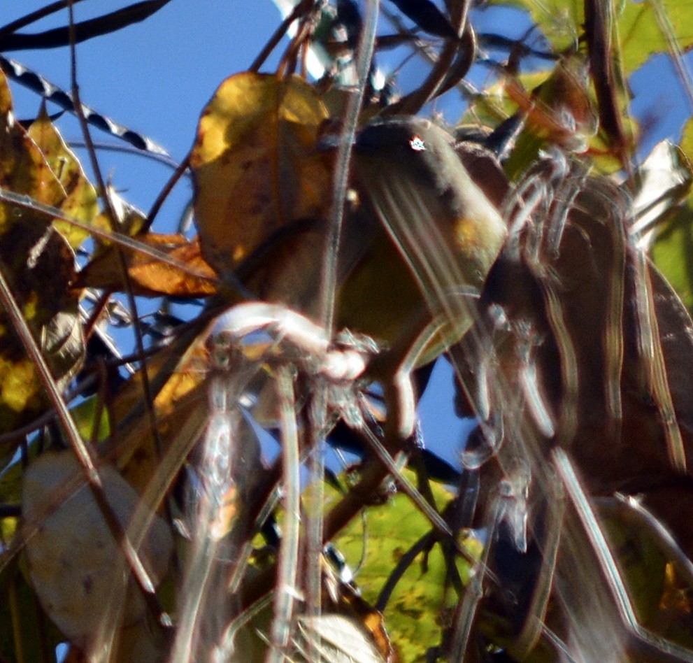 Hodgson's Redstart - ML645485023