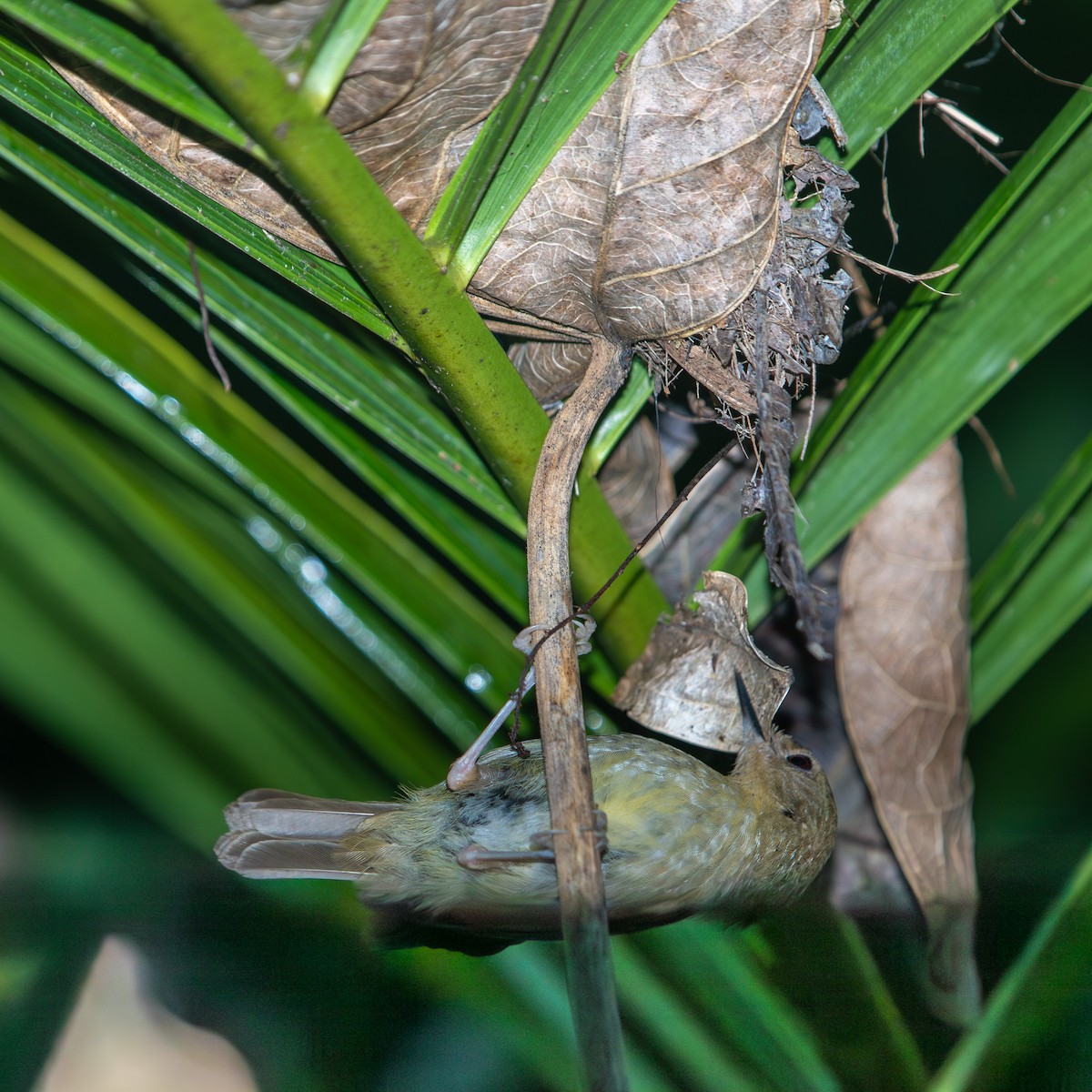 Large-billed Scrubwren - ML645485024