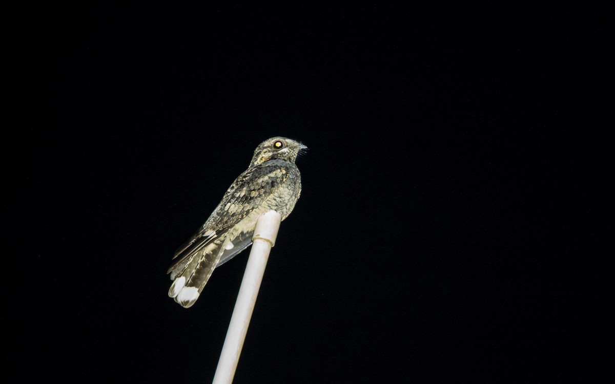 Chotacabras Hindú - ML645485025