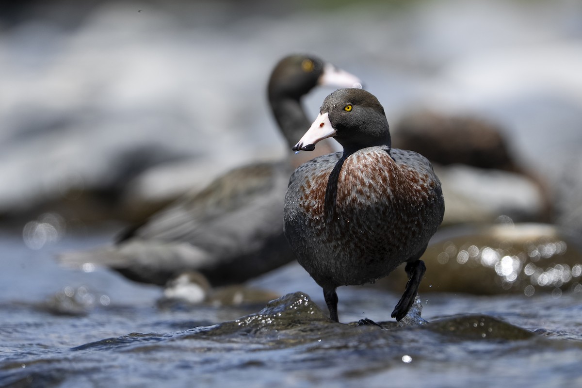 Синяя утка - ML645485031