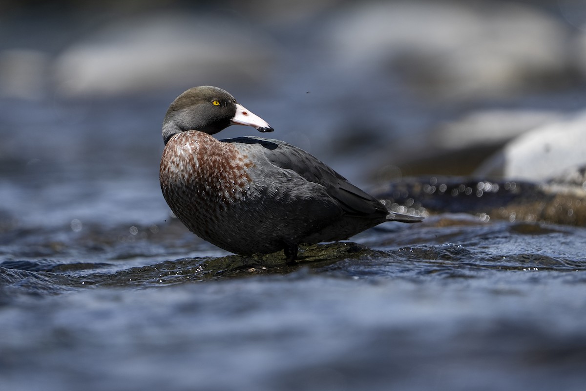 Синяя утка - ML645485032