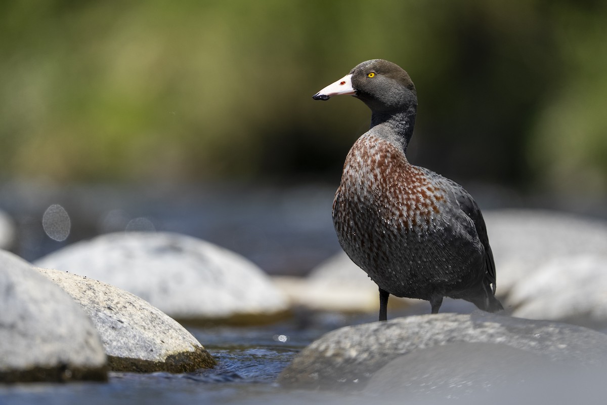 Синяя утка - ML645485033