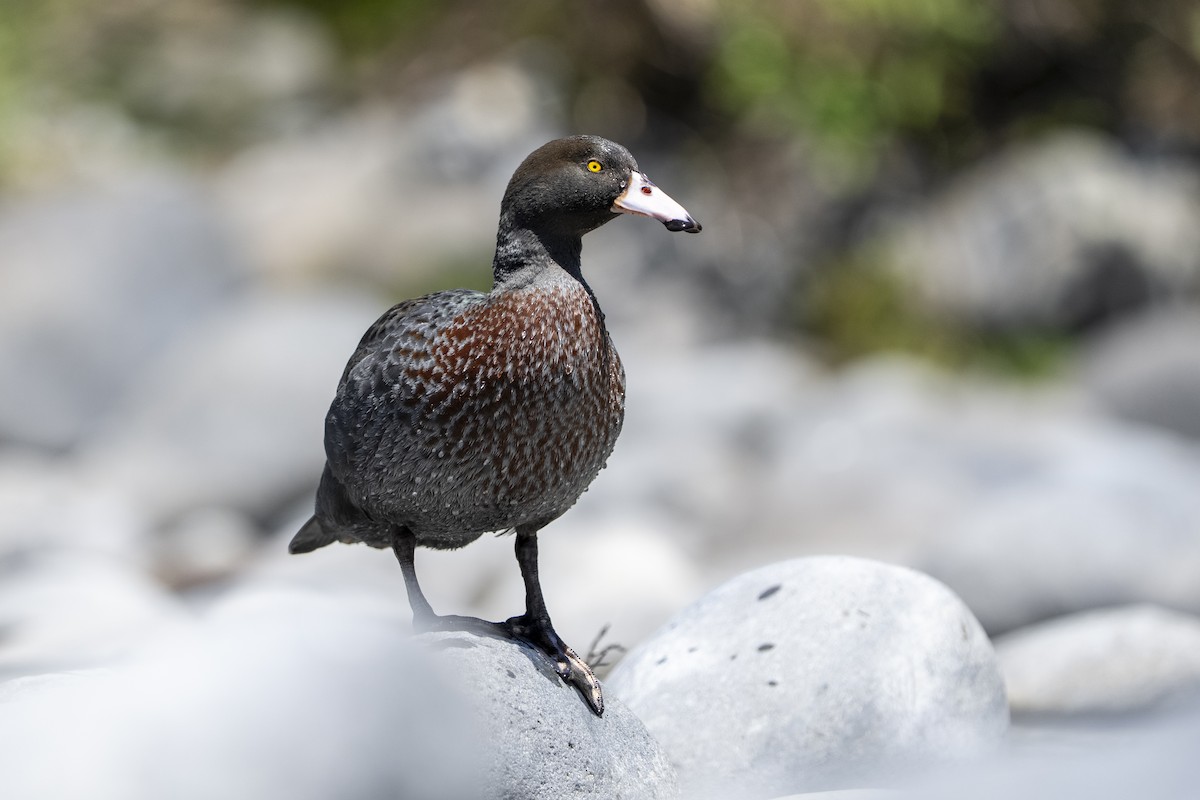 Синяя утка - ML645485034