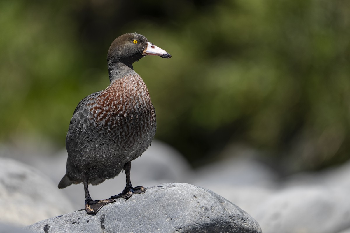 Синяя утка - ML645485035