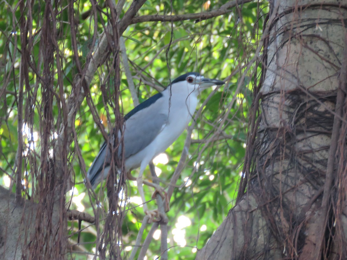 Bihoreau gris (nycticorax) - ML645485043