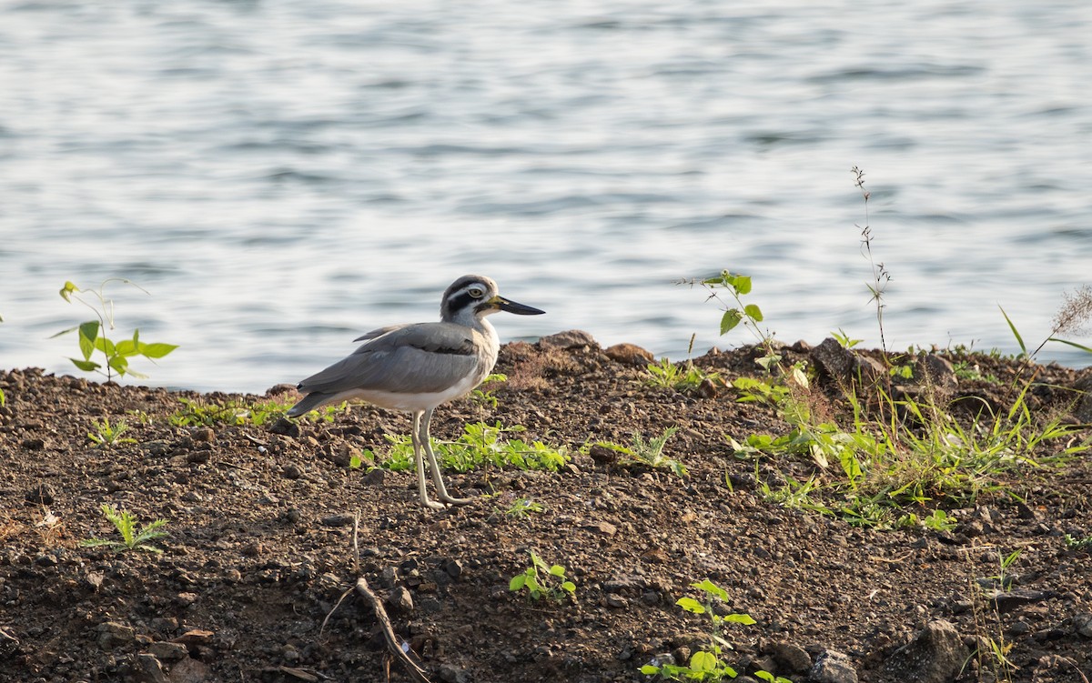 Great Thick-knee - ML645485044