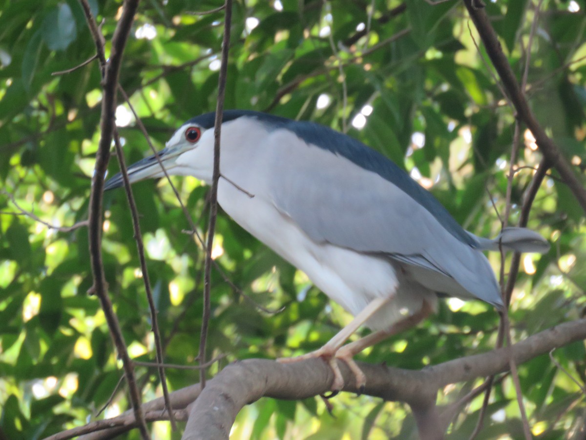 Bihoreau gris (nycticorax) - ML645485045