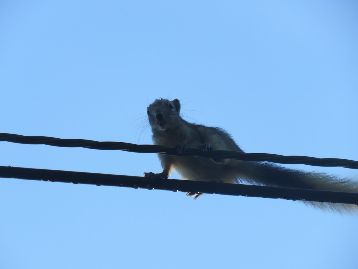 Finlayson's Squirrel - ML645485046