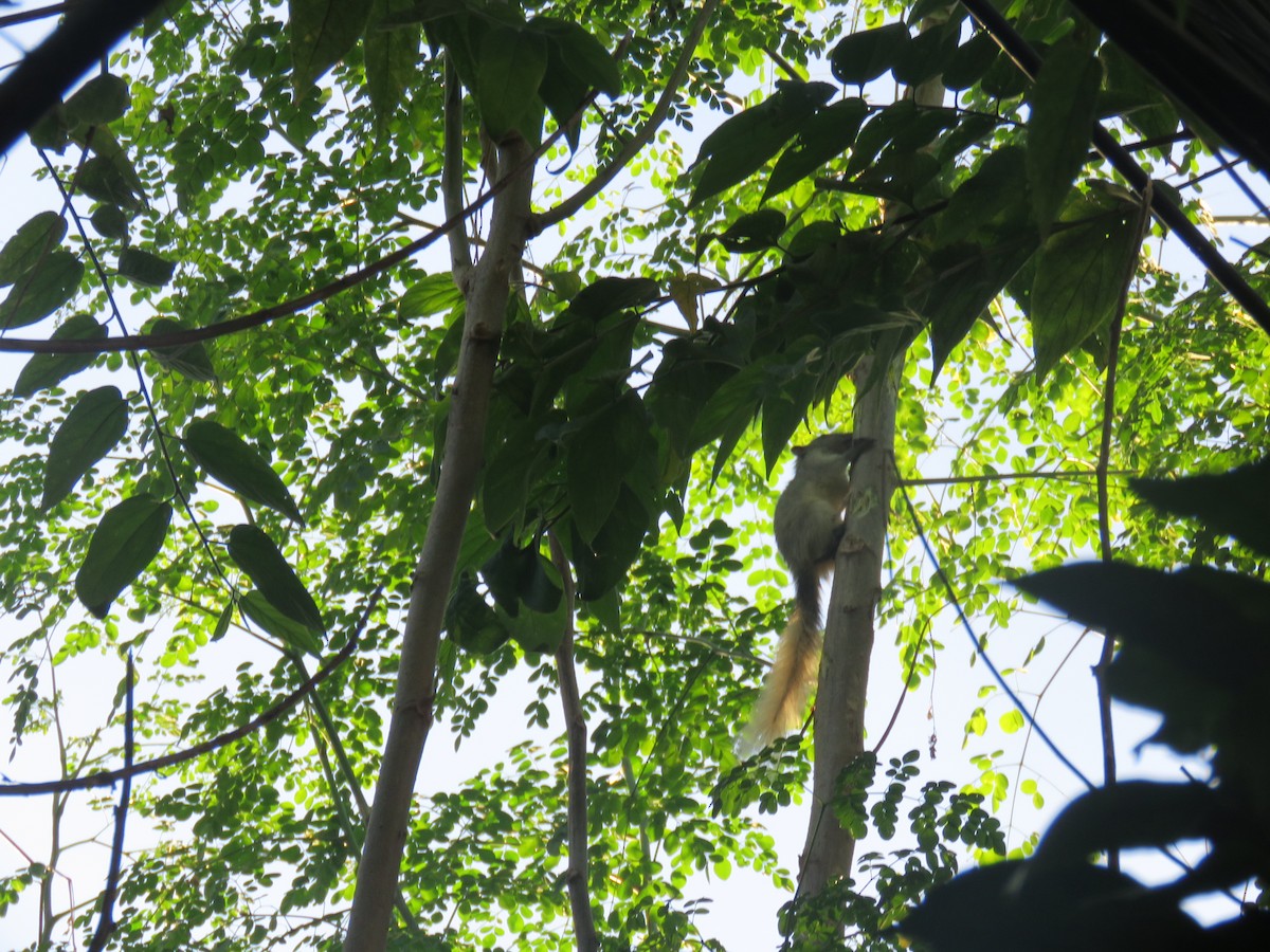 Finlayson's Squirrel - ML645485047