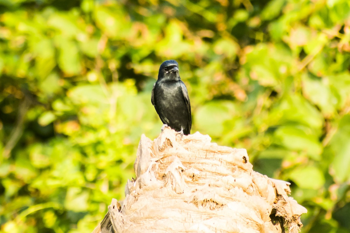 Black Drongo - ML645485052