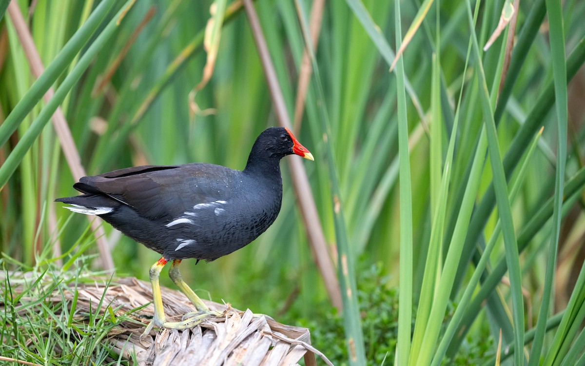 Amerika Sutavuğu - ML645485054