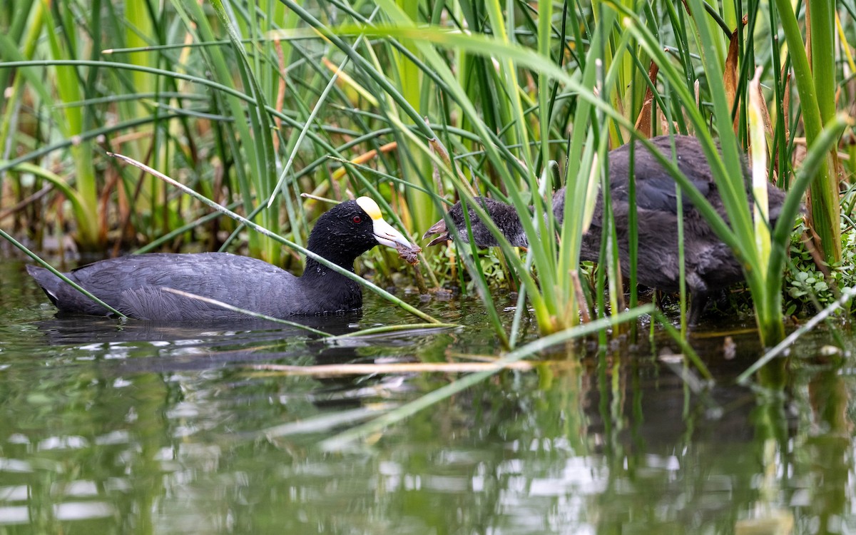 Slate-colored Coot - ML645485058
