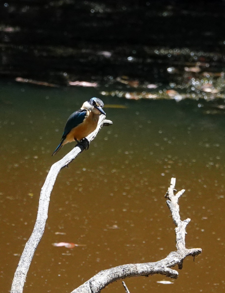Sacred Kingfisher - ML645485065